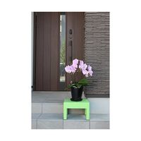 小原産業 プラスチック万能台 正方形 グリーン 300mm×280mm×200mm ST-427 1個 63-7934-55（直送品）