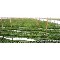 海藻百選 伊勢志摩産あおさ 7g 1セット（2個） ヤマナカフーズ