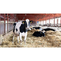 新札幌乳業(株) [冷蔵]新札幌 北海道のむヨーグルト 500g×3個 4908118277887 1セット(3個)（直送品）