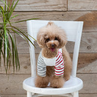 【アウトレット】Jekyll Egg（ジキルエッグ）無地ロング袖 M オフホワイト 1個 犬用 アルクロース