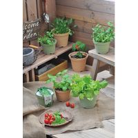 聖新陶芸 聖新 GD-41102 エコット M にんじん 1個（直送品）