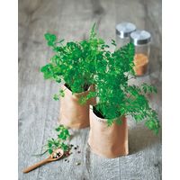 聖新陶芸 聖新 GD-79504 育てるスープ ホウレンソウ 1個（直送品）