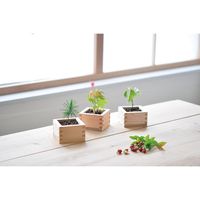 聖新陶芸 聖新 GD-84602 ソダテマス 盆栽セット 桜 1個（直送品）