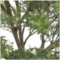 ササガワ フェイクグリーン・人工観葉植物 ティーリーフ Mサイズ 32-8714 1個（直送品）