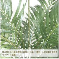 ササガワ フェイクグリーン・人工観葉植物 アレカヤシ Lサイズ 32-8724 1個（直送品）