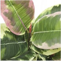 ササガワ フェイクグリーン・人工観葉植物 アルテシマ Mサイズ 32-8715 1個（直送品）