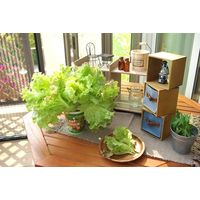 フォレスト カップフラワー ミニヒマワリ 1セット入 4582255218516 1個（直送品）