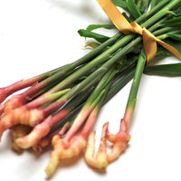 金時生姜もろみ黒酢3ヶ月分 1個（186粒） ユニマットリケン サプリメント