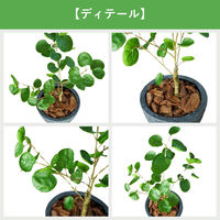 エスエスケイ 光触媒インテリアグリーン ポリシャス 70cm 25090 1個（直送品）