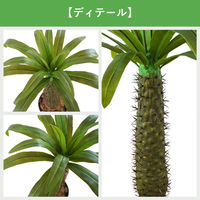 エスエスケイ 光触媒インテリアグリーン ラメリー 110cm 25091 1個（直送品）