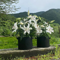 アストロ フェルトガーデンポット 10号 2枚組 520-35 1セット(2枚)（直送品）