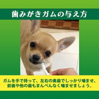 【アウトレット】ペットキッス 食後の歯みがきガム 子犬用 ミルク風味 国産 90g （約30本）1袋 ライオンペット 犬用 おやつ 歯磨き