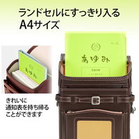 プラス 通知表ホルダー グリーン 79725 1セット(1枚×10)