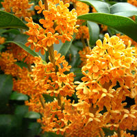 レイヴィー ボディシャンプー 金木犀 詰替 900ｍL アクシス 液体タイプ