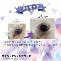 ニュートリショントリーツ mini 目＆涙 168g（約180個）1個 フォーキャンス 犬用 おやつ