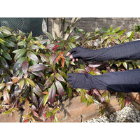 富士パックス UV対応虫よけアームカバー日本製 FP-388 1個（直送品）