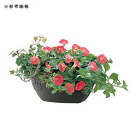 リッチェル プランター ハナール 壁かけ 34型 アイボリー(IV) 167539 1個（直送品）