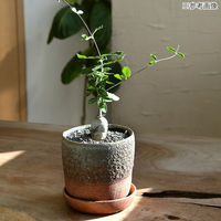 リーフ 植木鉢 ラバレッド S 3.5号 269582 1個（直送品）