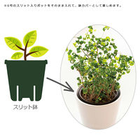 リッチェル 鉢カバー ボタニー ハイドポット 23型 ホワイト 306841 1個（直送品）