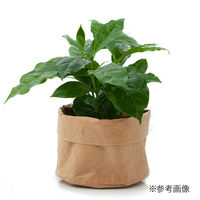 リーフ 鉢カバー 軽量鉢カバー 3号用 ナチュラル 930263 1個（直送品）