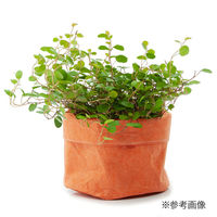 リーフ 鉢カバー 軽量鉢カバー 3号用 オレンジ 930265 1個（直送品）