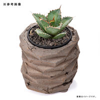 リーフ 鉢 信楽焼 COM WORK STUDIO作 LLBー4 930575 1個（直送品）