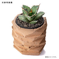 リーフ 鉢 信楽焼 COM WORK STUDIO作 MRー4 930576 1個（直送品）