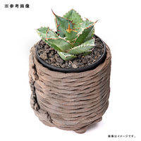 リーフ 鉢 信楽焼 COM WORK STUDIO作 MBー7 930578 1個（直送品）