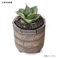 リーフ 鉢 信楽焼 COM WORK STUDIO作 CLLBー5 930581 1個（直送品）