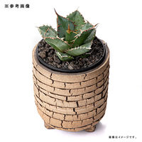 リーフ 鉢 信楽焼 COM WORK STUDIO作 CLLBー7 930583 1個（直送品）