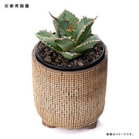 リーフ 鉢 信楽焼 COM WORK STUDIO作 CMBー8 930584 1個（直送品）