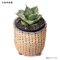 リーフ 鉢 信楽焼 COM WORK STUDIO作 CLLBー9 930587 1個（直送品）