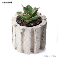 リーフ 鉢 信楽焼 COM WORK STUDIO作 LLSー8 930597 1個（直送品）