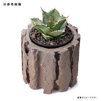 リーフ 鉢 信楽焼 COM WORK STUDIO作 LLBー8 930596 1個（直送品）