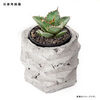 リーフ 鉢 信楽焼 COM WORK STUDIO作 MSー4 930599 1個（直送品）