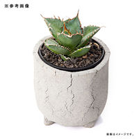 リーフ 鉢 信楽焼 COM WORK STUDIO作 CLLSー1 930600 1個（直送品）