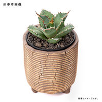 リーフ 鉢 信楽焼 COM WORK STUDIO作 CLLBー12 930601 1個（直送品）