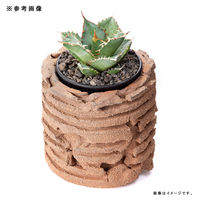 リーフ 鉢 信楽焼 COM WORK STUDIO作 WBLLー1 930606 1個（直送品）