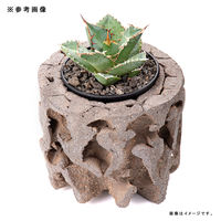 リーフ 鉢 信楽焼 COM WORK STUDIO作 WBLLー3 930608 1個（直送品）