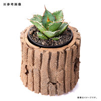 リーフ 鉢 信楽焼 COM WORK STUDIO作 WBLLー2 930607 1個（直送品）