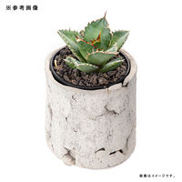 リーフ 鉢 信楽焼 COM WORK STUDIO作 LLSー1 930609 1個（直送品）