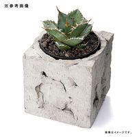 リーフ 鉢 信楽焼 COM WORK STUDIO作 LLSー2 930614 1個（直送品）