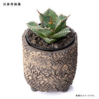 リーフ 鉢 信楽焼 COM WORK STUDIO作 CLLBー15 930615 1個（直送品）