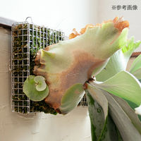 リーフ ビカクシダ ステンレスバスケット 303925 1セット(3個)（直送品）