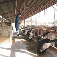 【手土産やお祝いの贈り物に】 広島県産 神石牛 ロールステーキ ギフトカード　二重封筒（直送品）