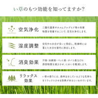 イケヒコ ラルフ い草ラグ 700×1200mm カーキ 1080510124704 1枚（直送品）