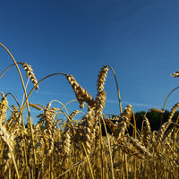 アブソルート ウオッカ 700ml 1セット（3本） リッチでなめらか カクテル ABSOLUTE VODKA ペルノ・リカール