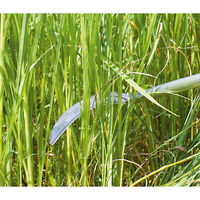 浅香工業 超軽量伸縮可変式ステン万能草刈鎌 AP柄付 #195063 1個（直送品）