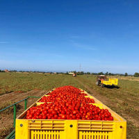 IMCA ラベリンダ トマト缶 ホール 400g 1セット（1個×5）ACトレーディング