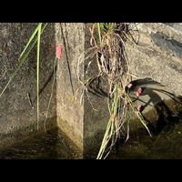 エーワン ジャンボタニシとりネット TJD-15 1本（直送品）